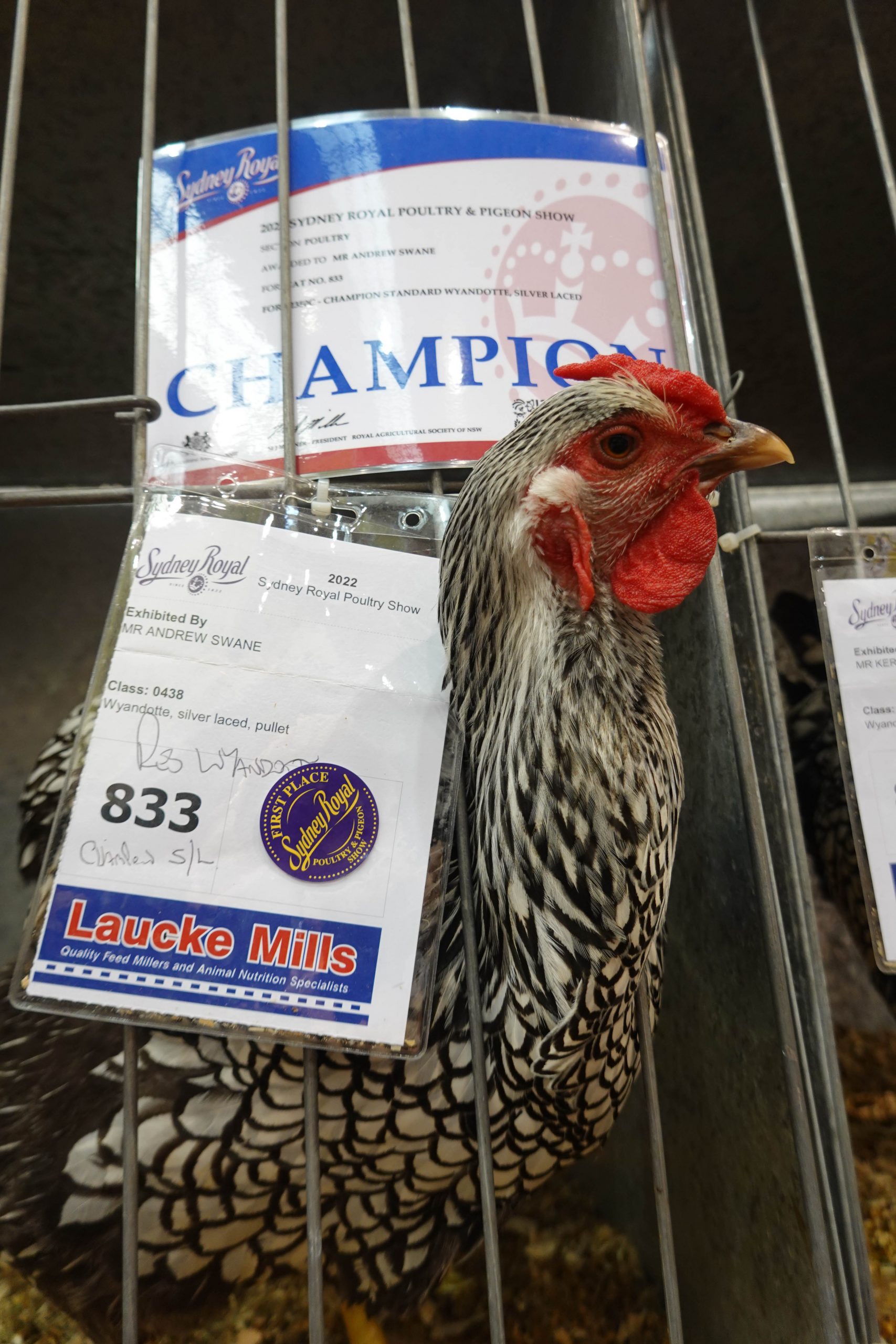 Surviving the Sydney Royal Easter Show, 2022 Seniors of Sydney